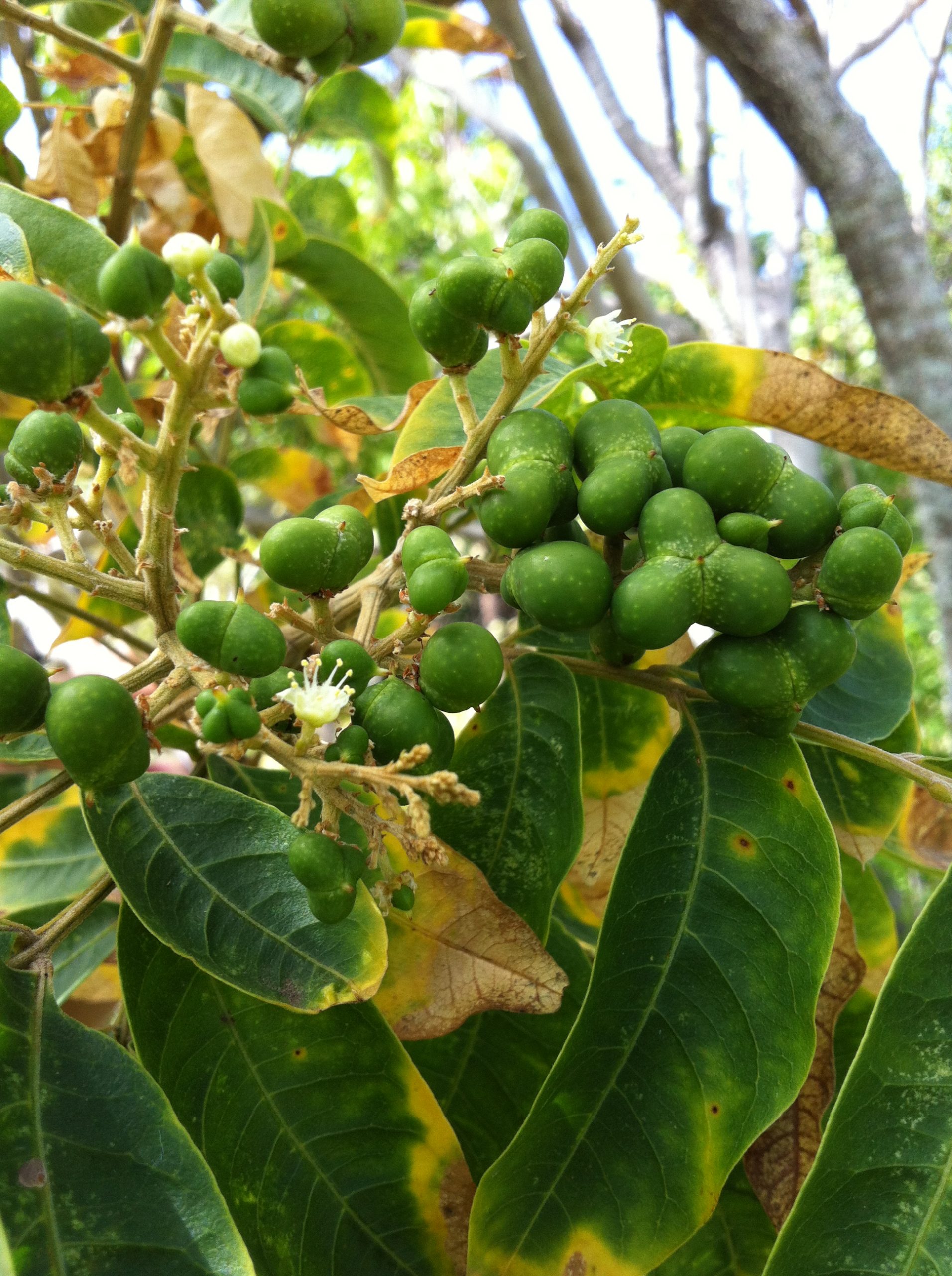 manele fruit