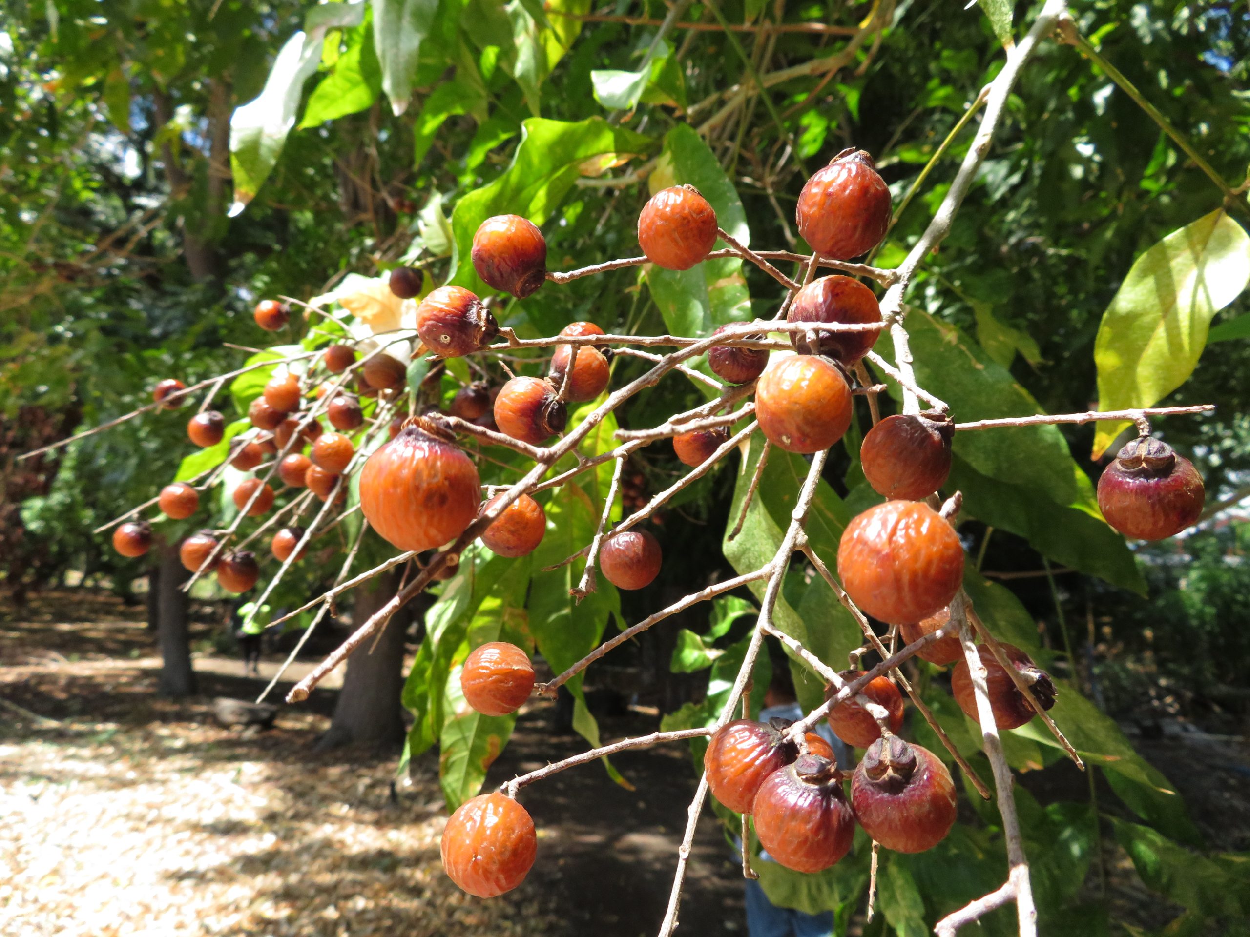Manele fruits mature for soap