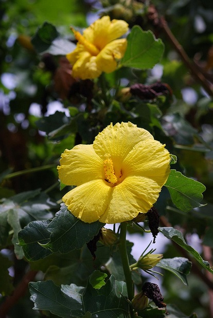two maʻo hau hele flowers