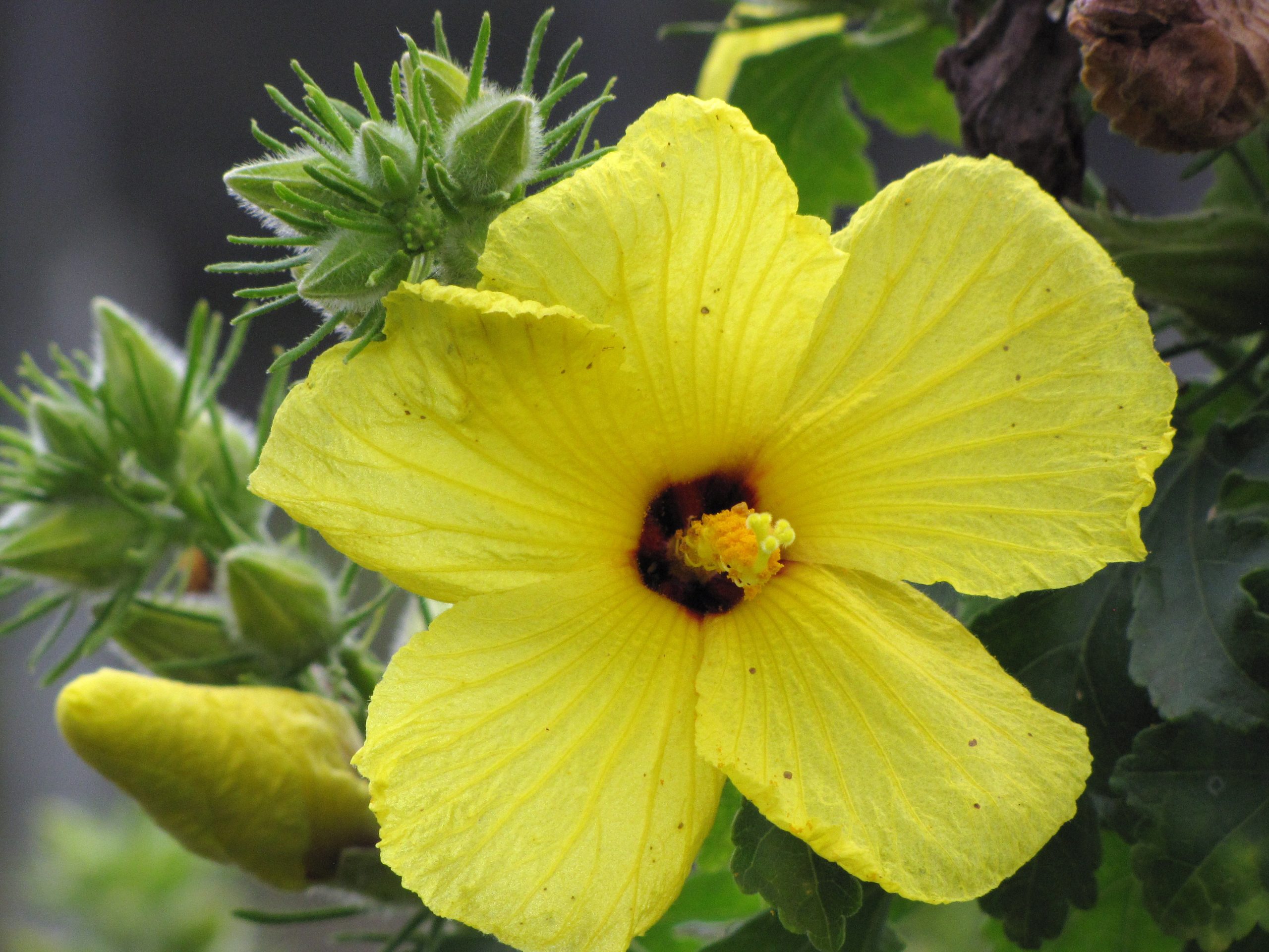yellow maʻo hau hele flower
