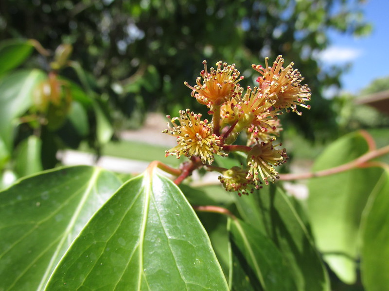 maua flowers