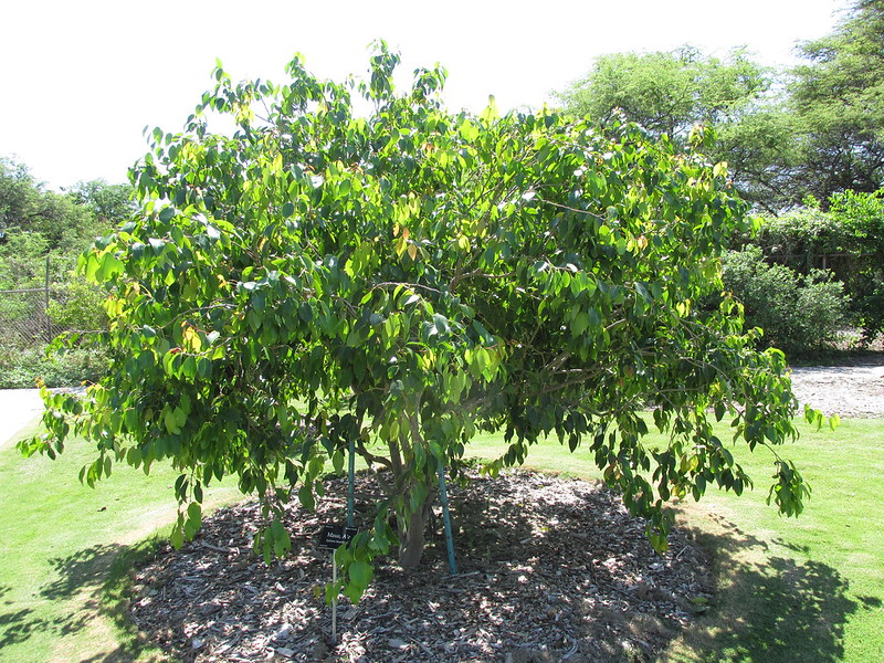 large maua tree