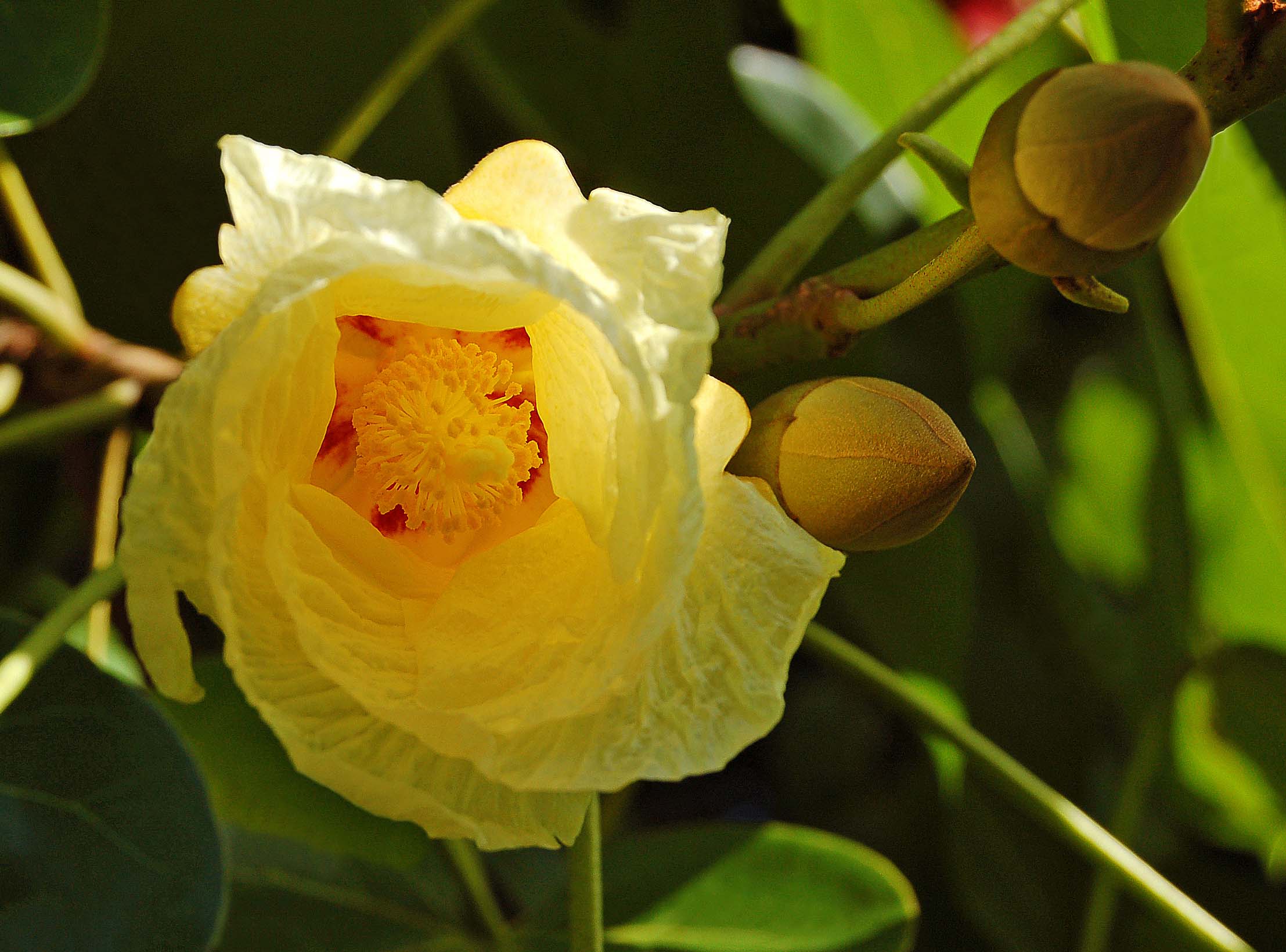 yellow milo flower