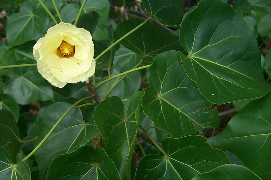 milo flower