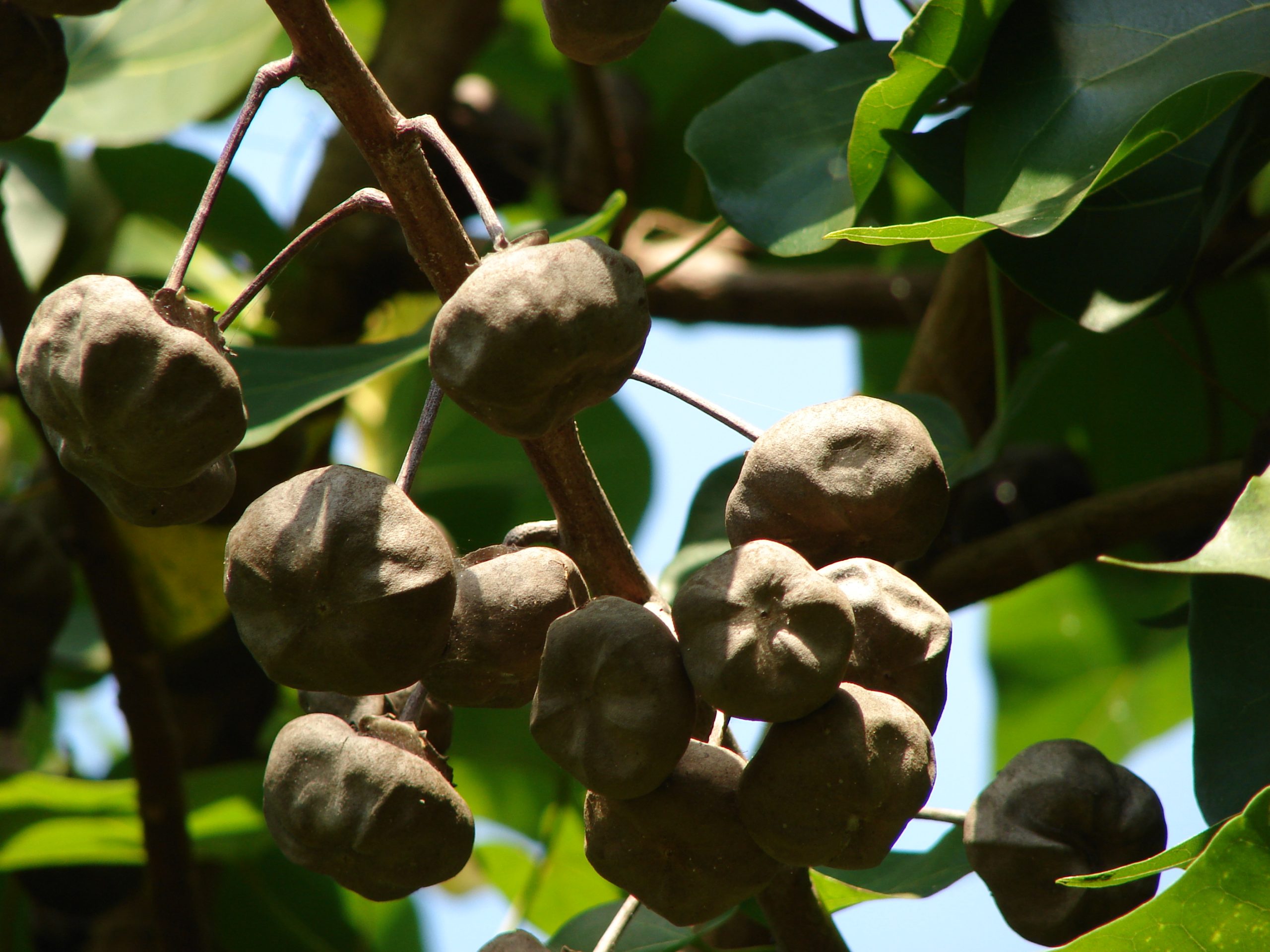 milo seeds