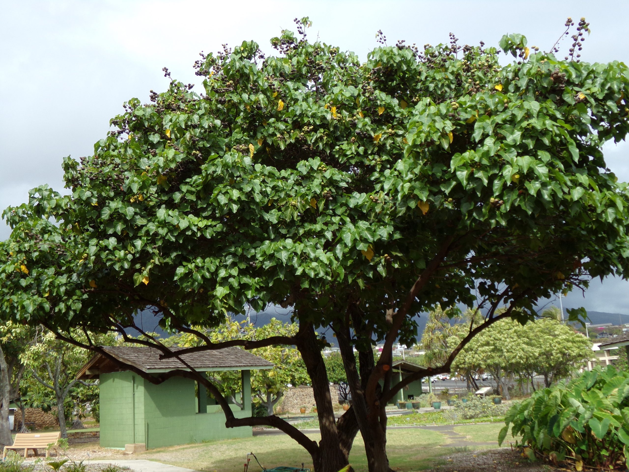 milo tree