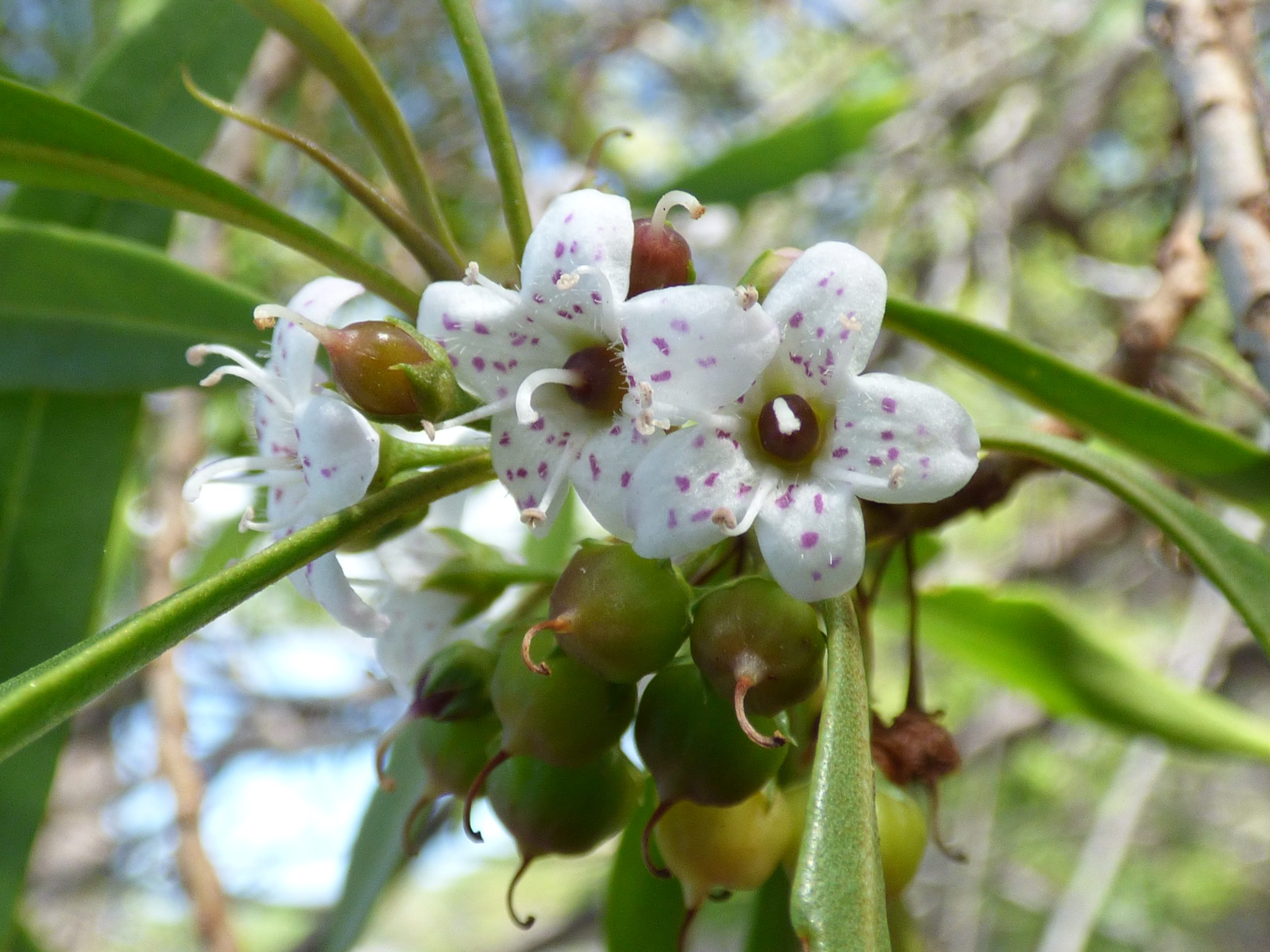 white naio flowers