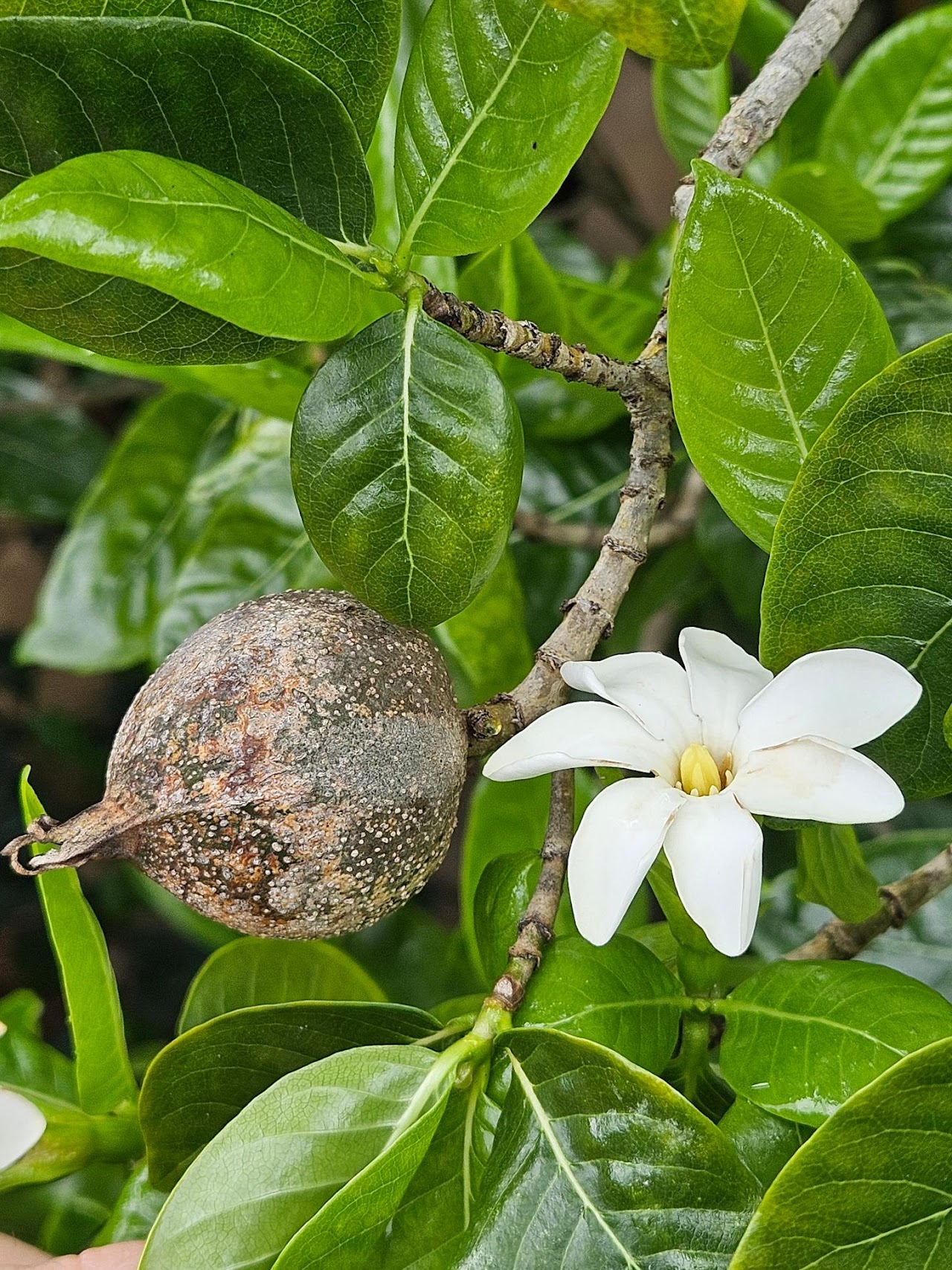 flower and fruit
