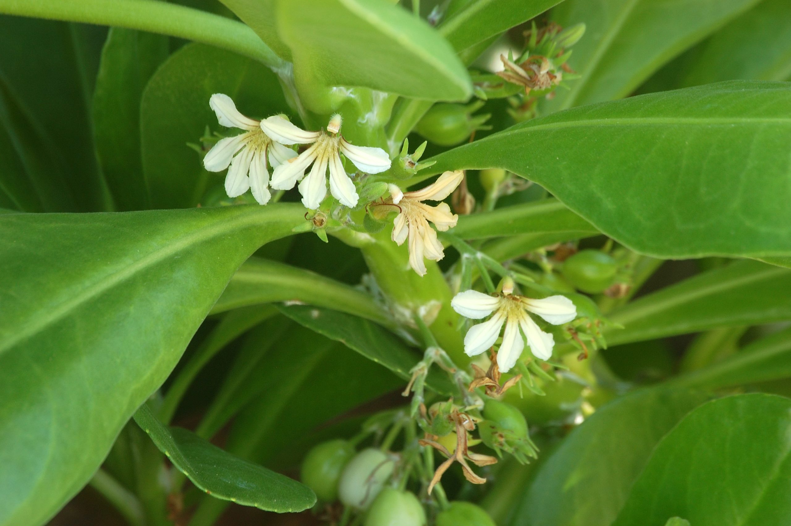 small white naupaka kahakai flowers