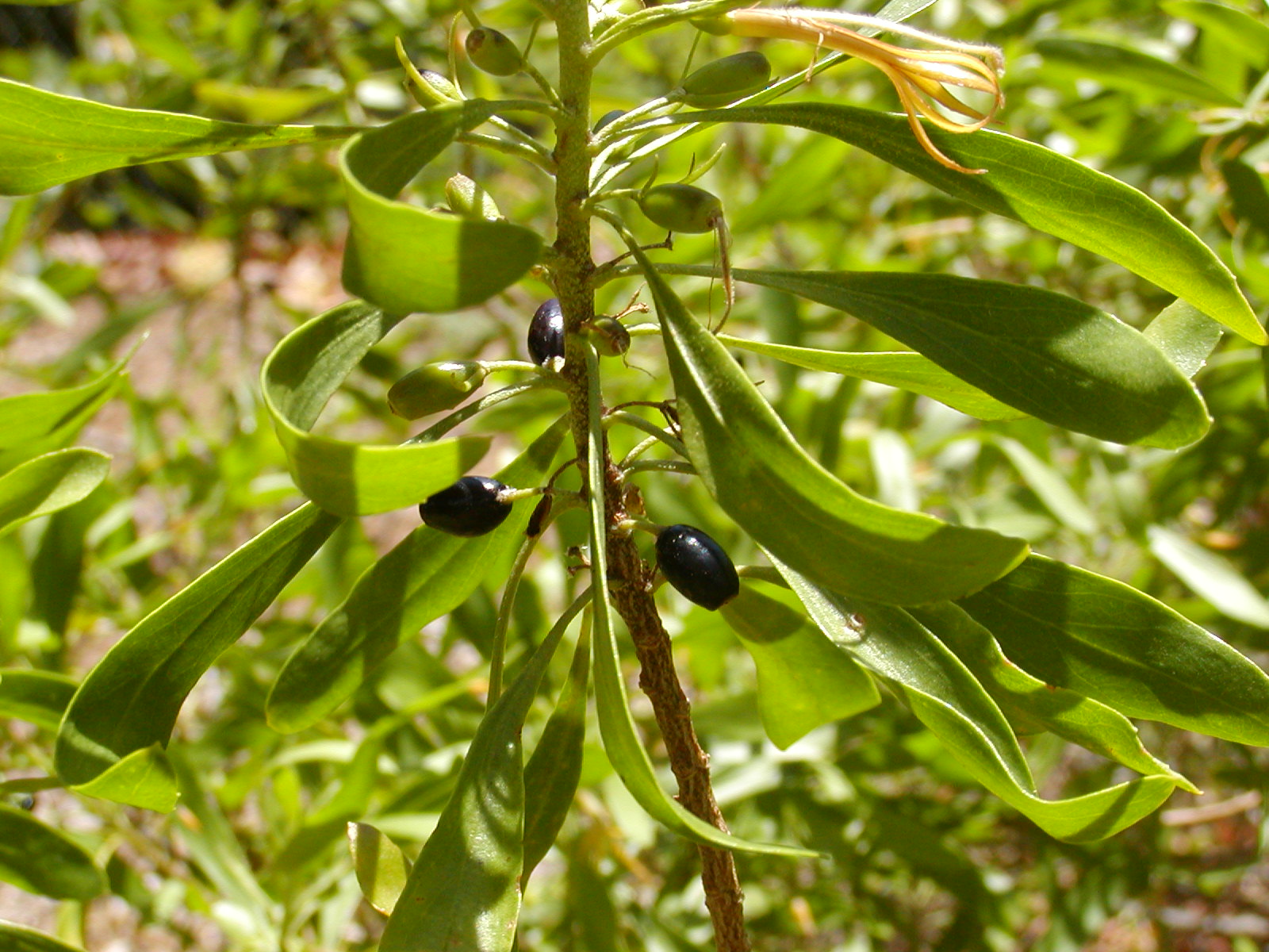naupaka kuahiwi fruit