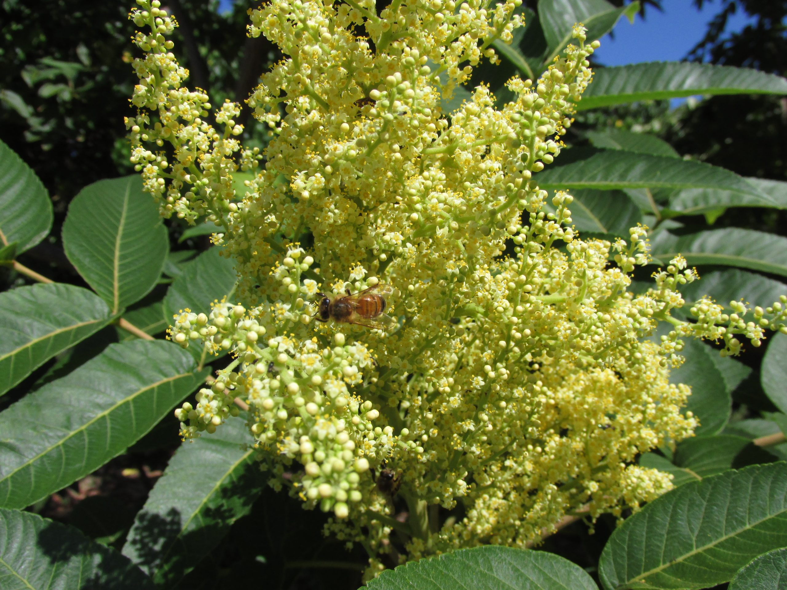 neneleau flowers