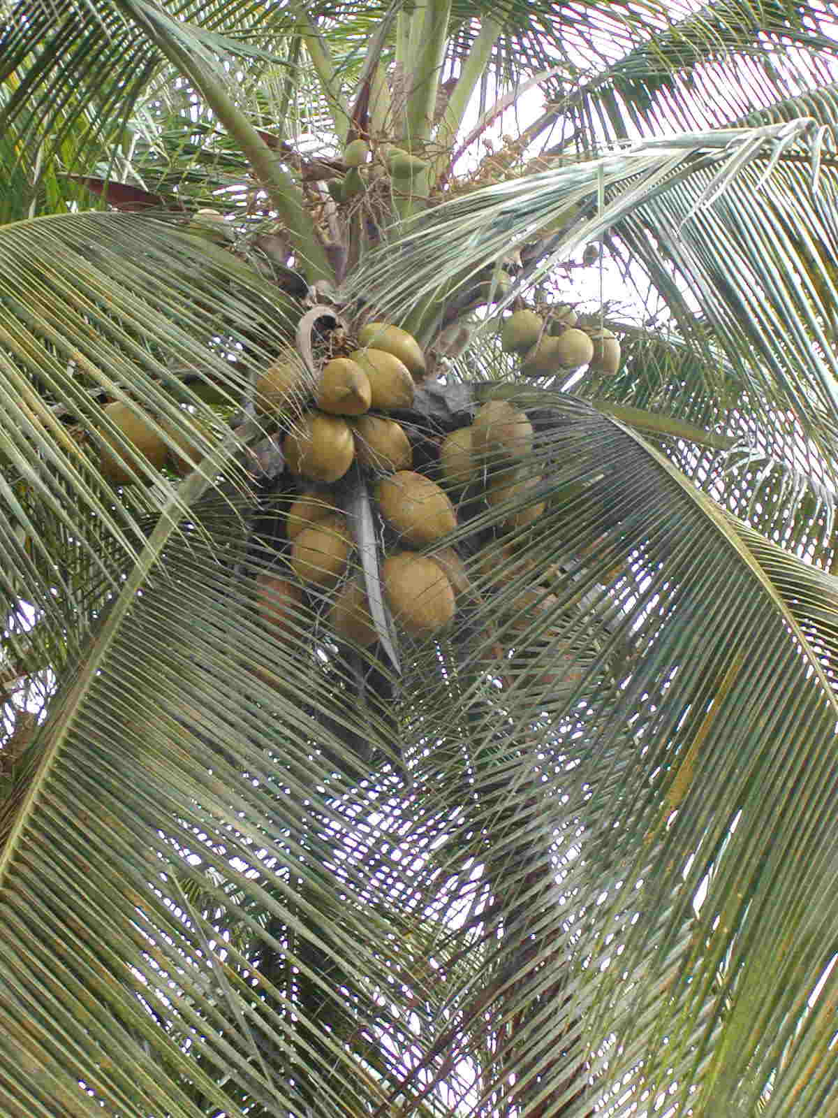 niu fruit and leaves