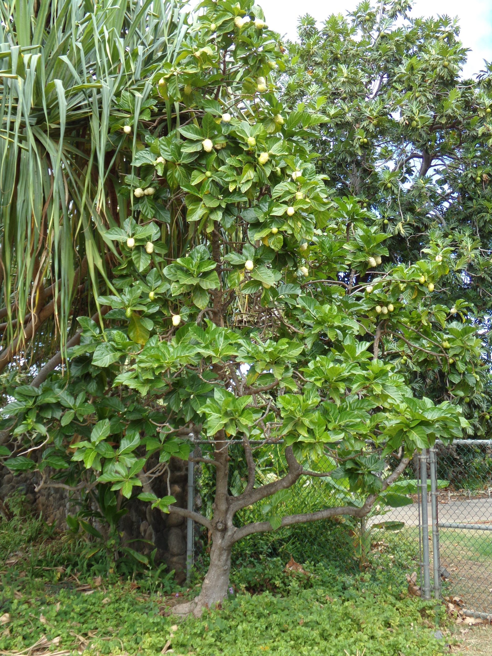 noni tree