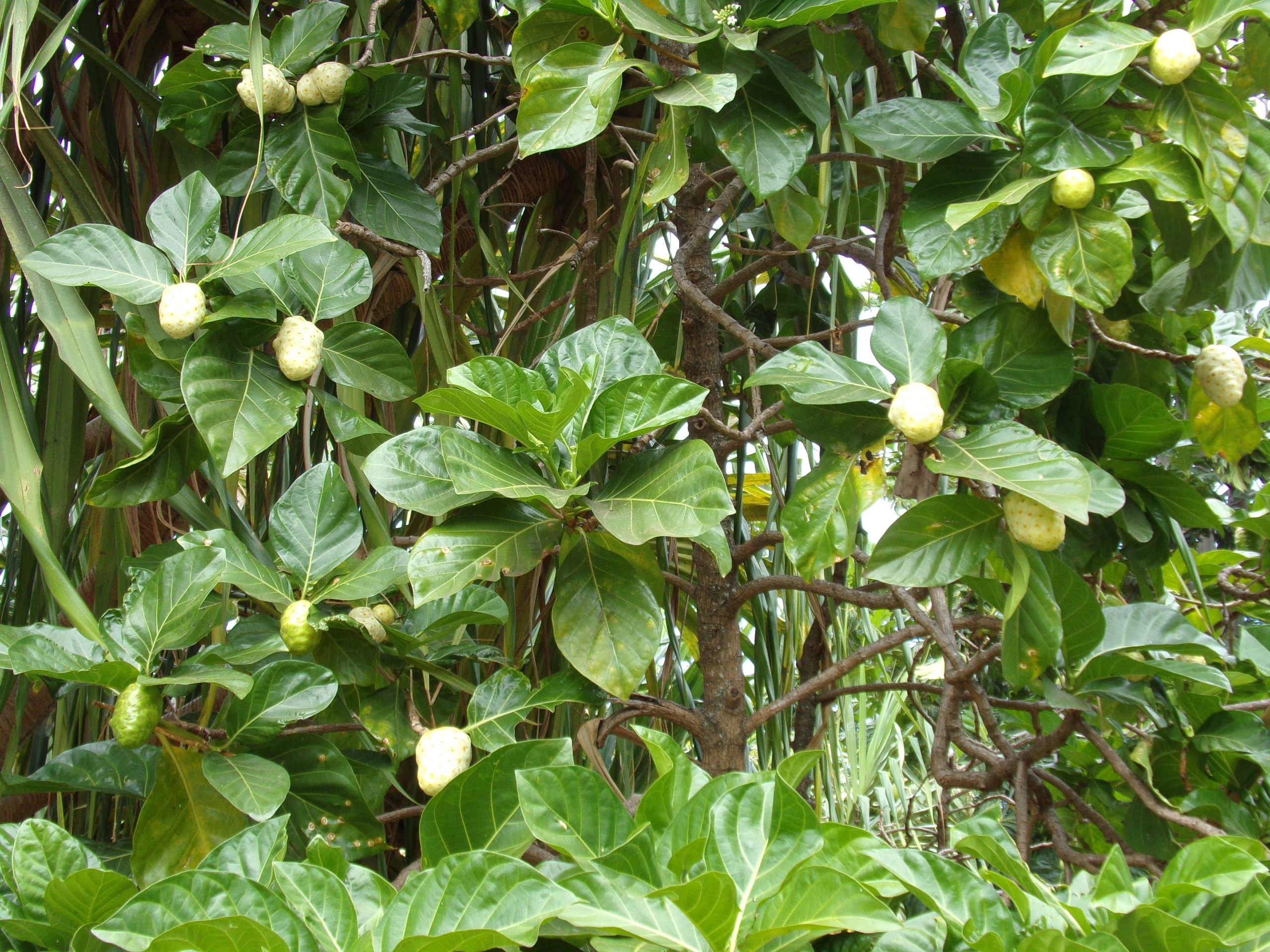 noni tree