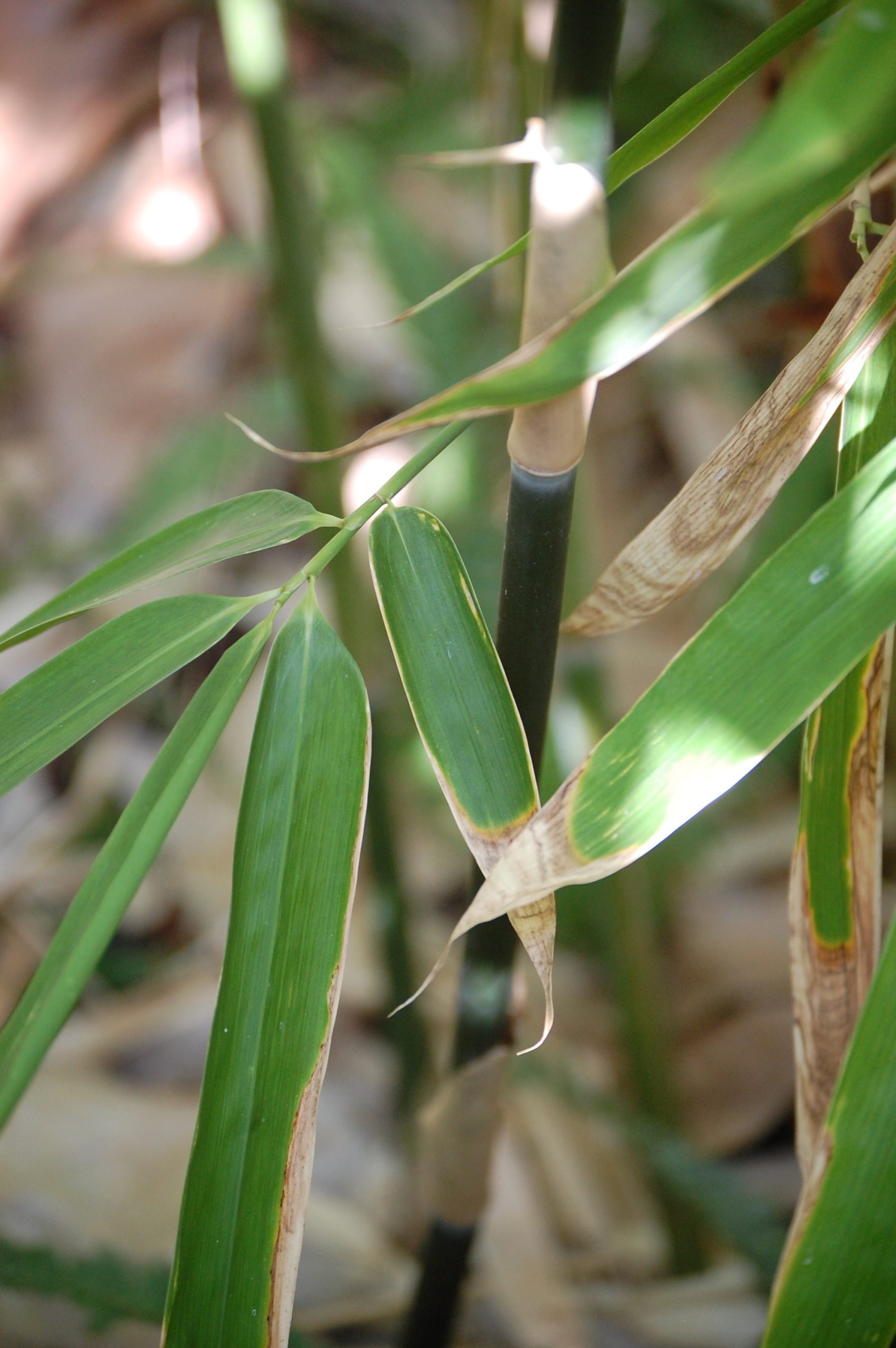 ohe leaves