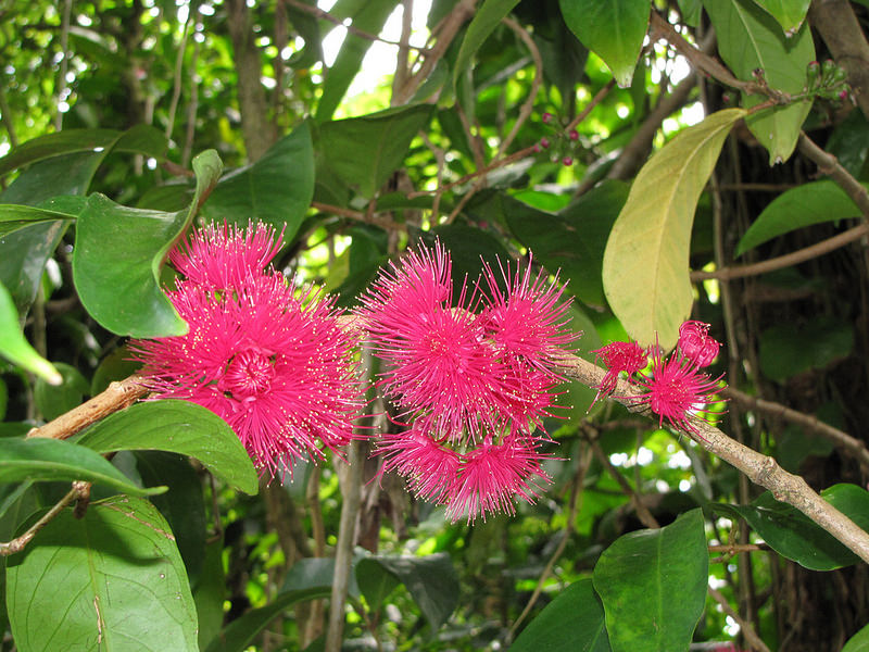 ohia ai flowers