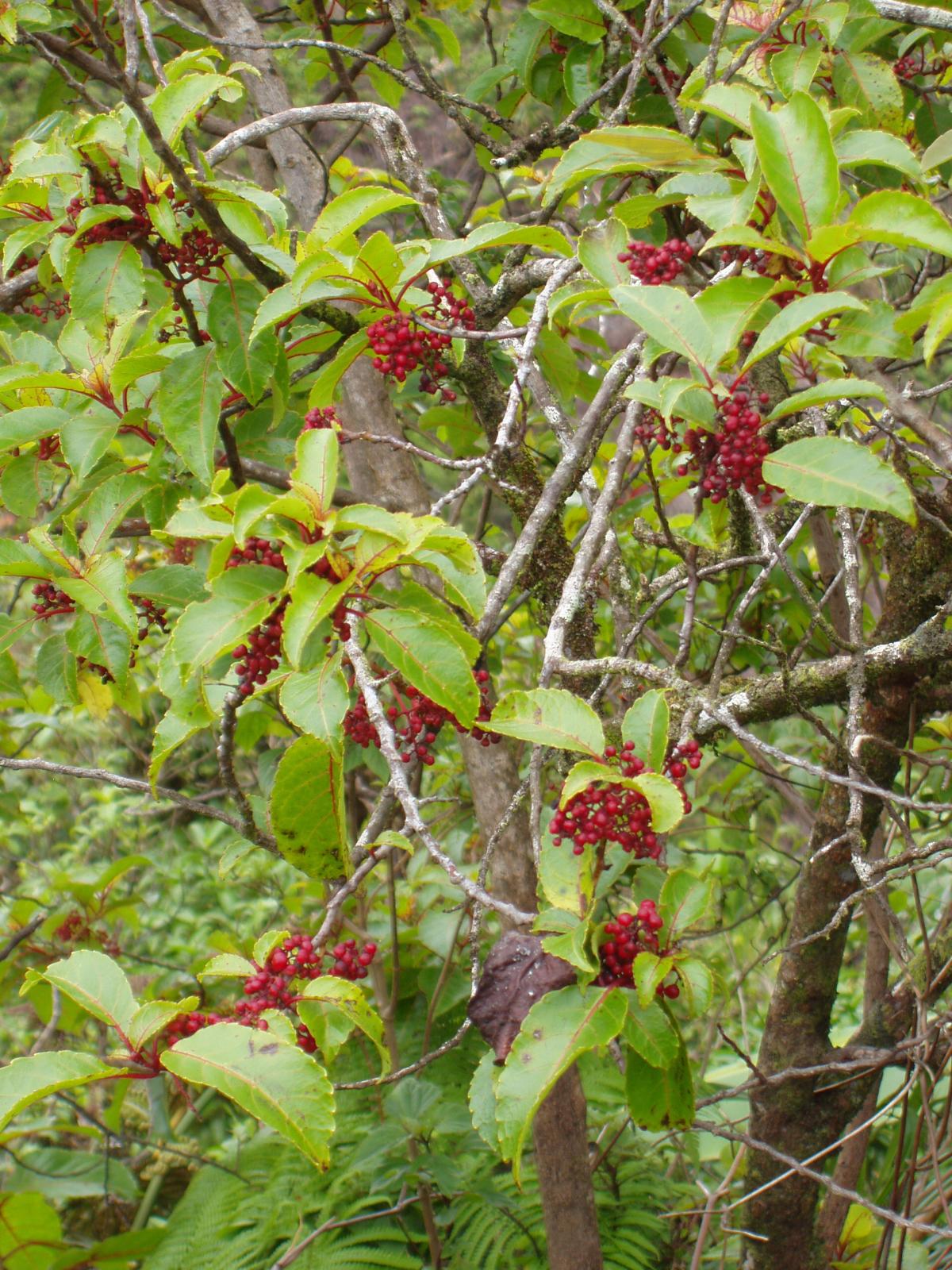 olomea red flowers