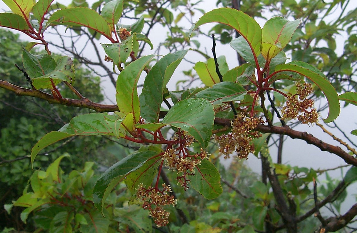 olomea flowers