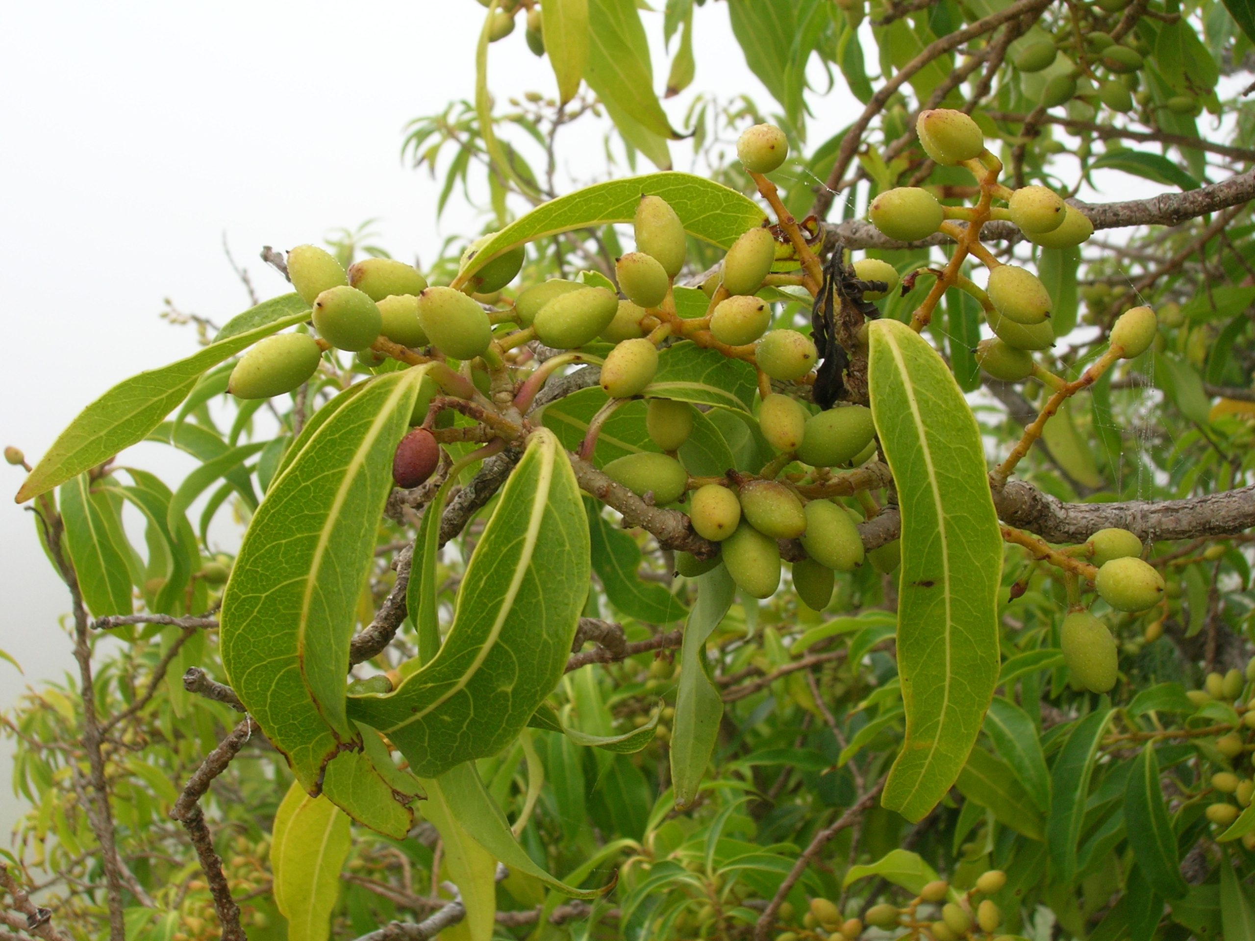olopua fruit