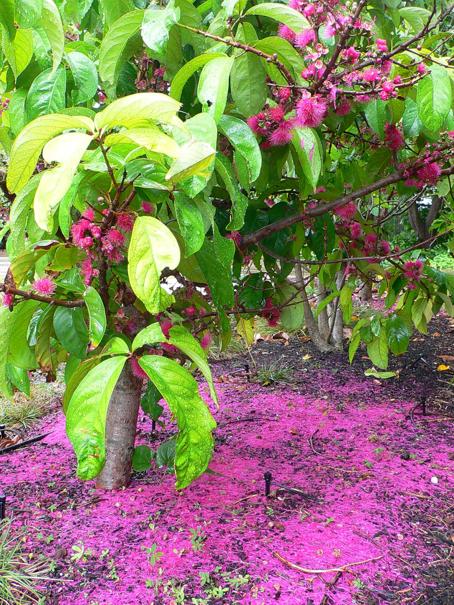 ohia ai tree with flowers