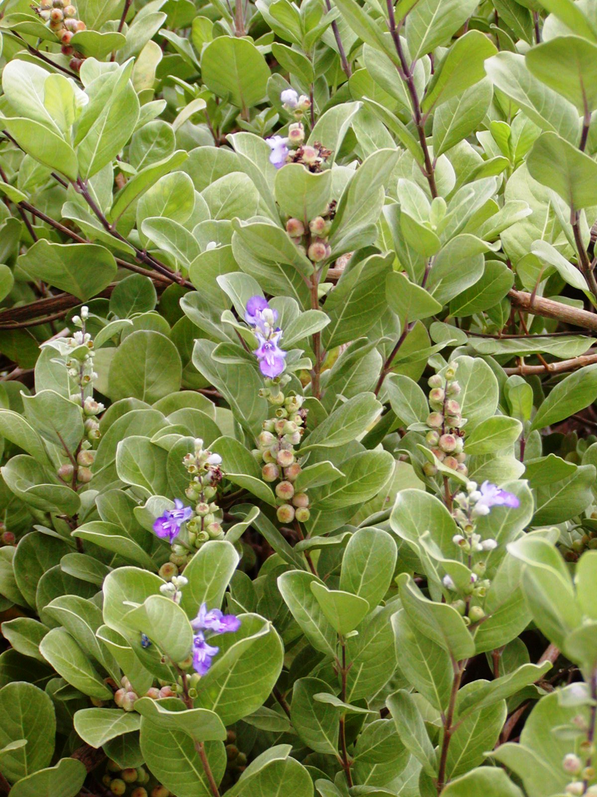 pohinahina flowering