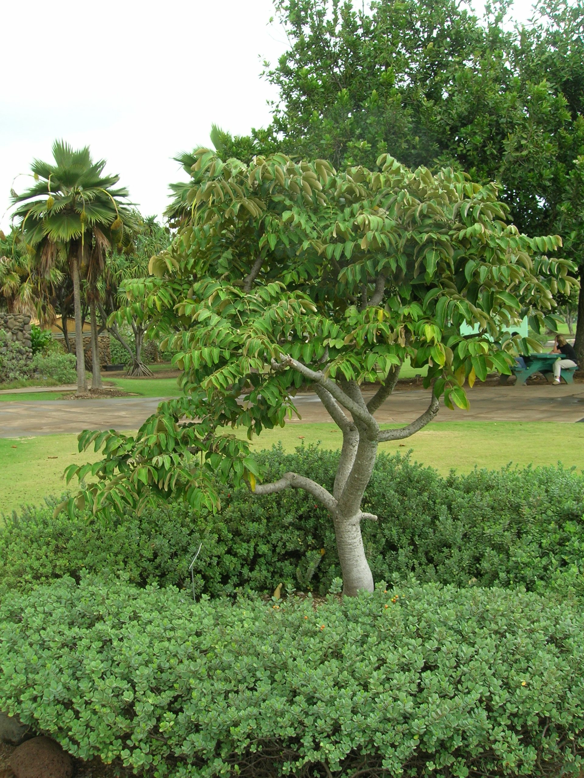 pokalakala with leaves
