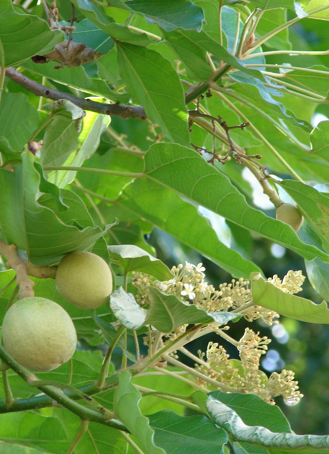 kukui leaves, fruit and flowers