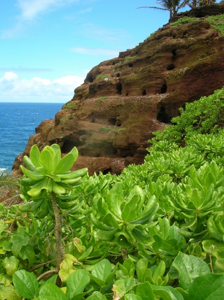plant on a cliff near the ocean