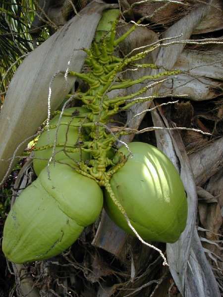 niu fruit