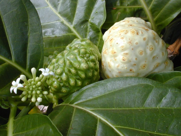 noni fruit and flowers