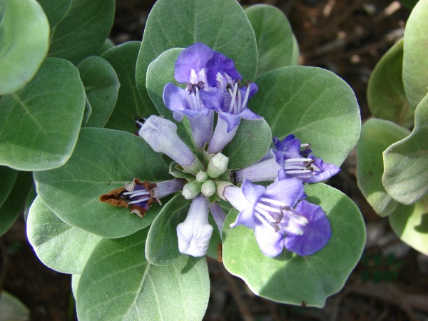 close up of pohinahina flowers