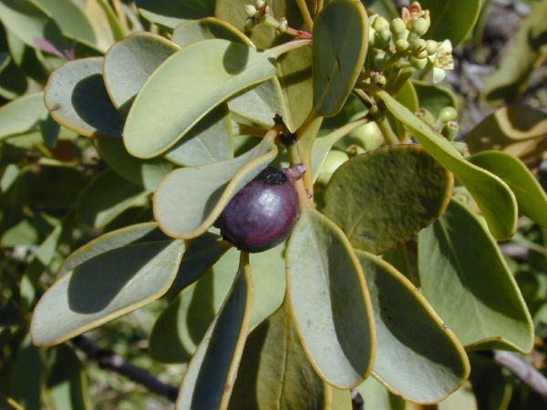Fruit
