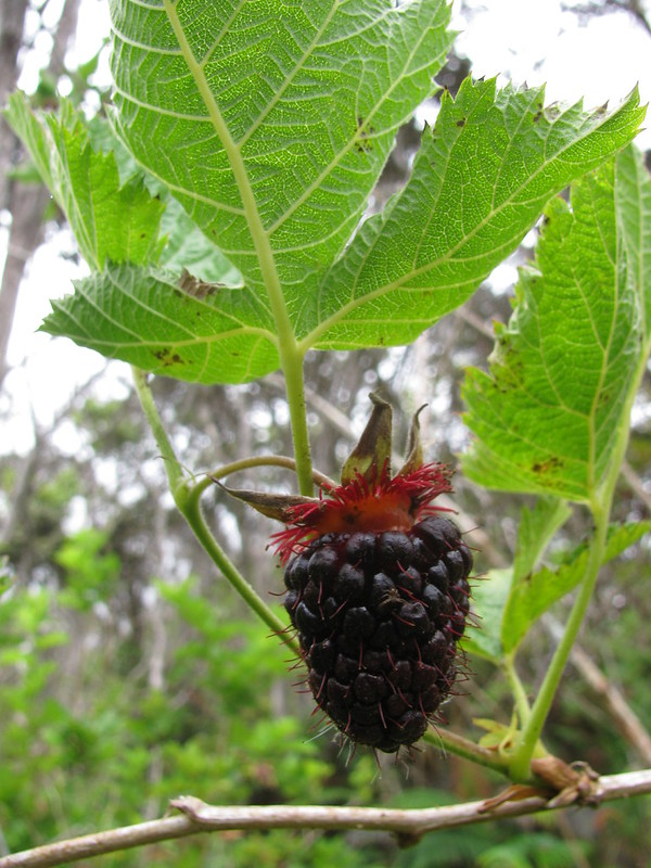 Akala berry by Starr