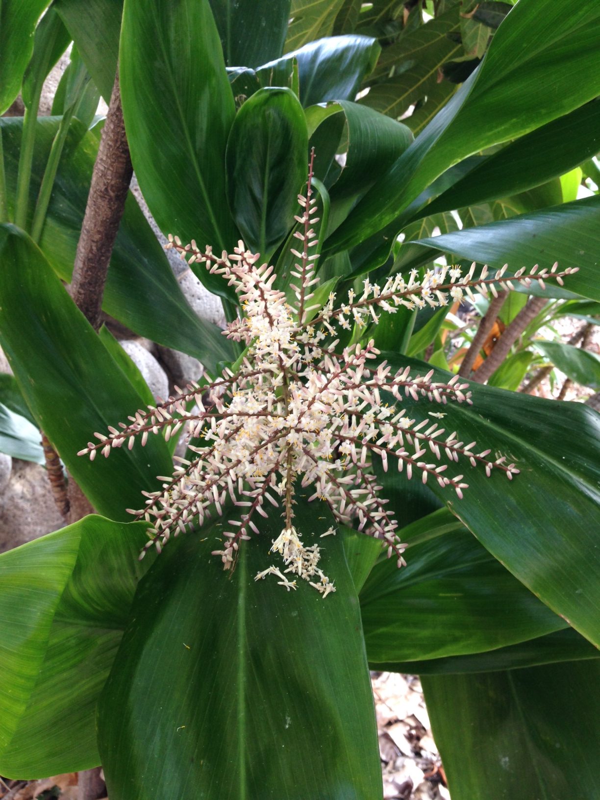 ti flowering