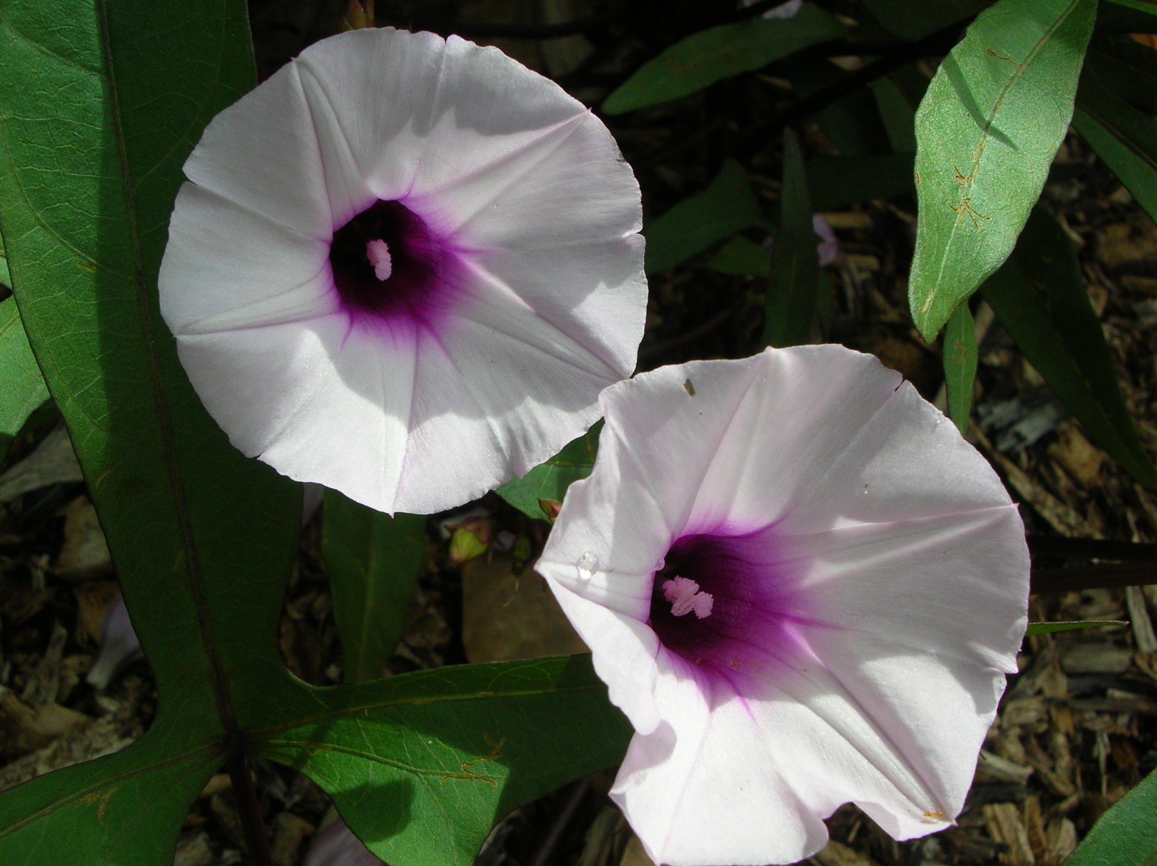 White and purple uala flowers