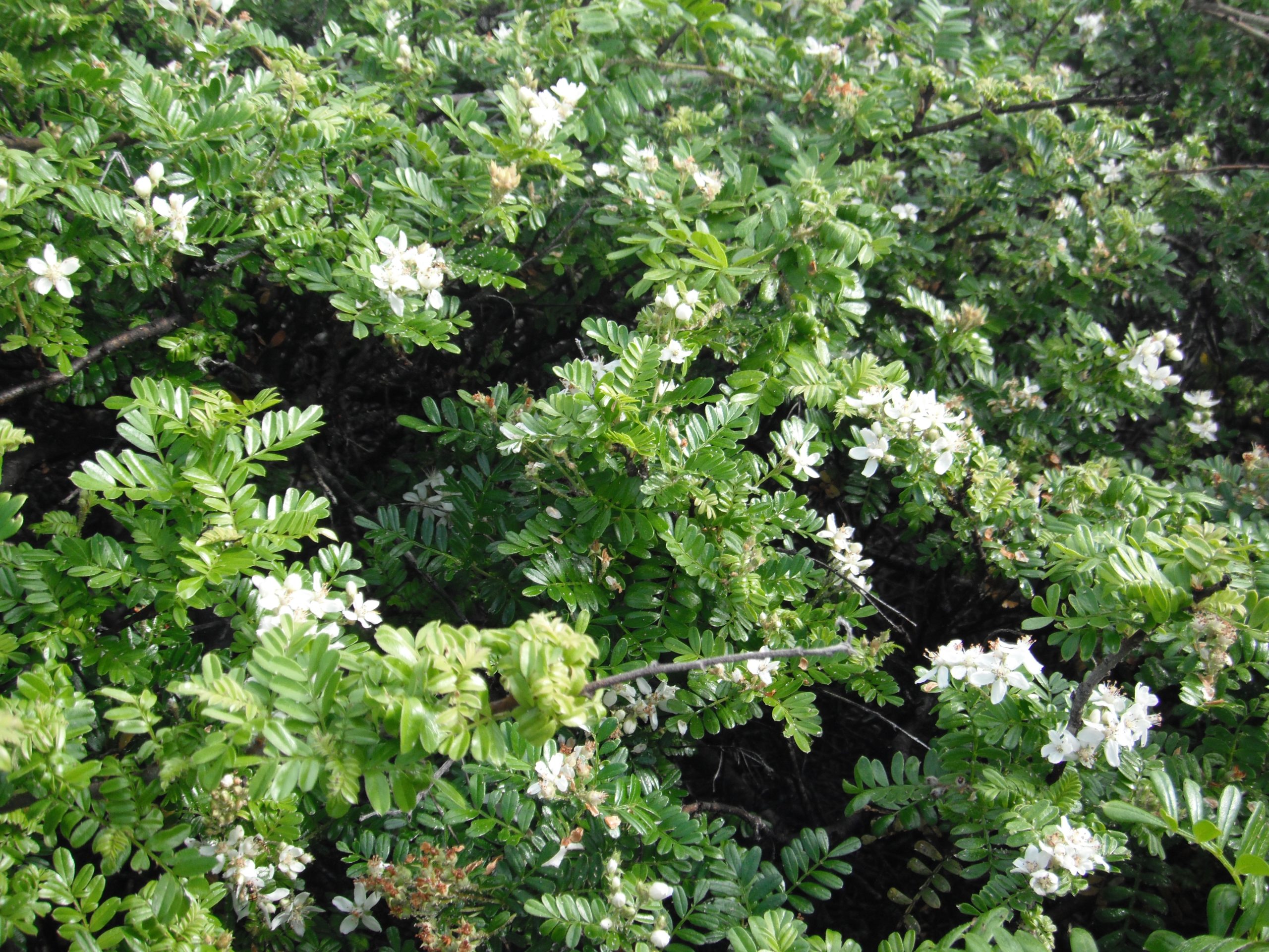 Ulei blooming