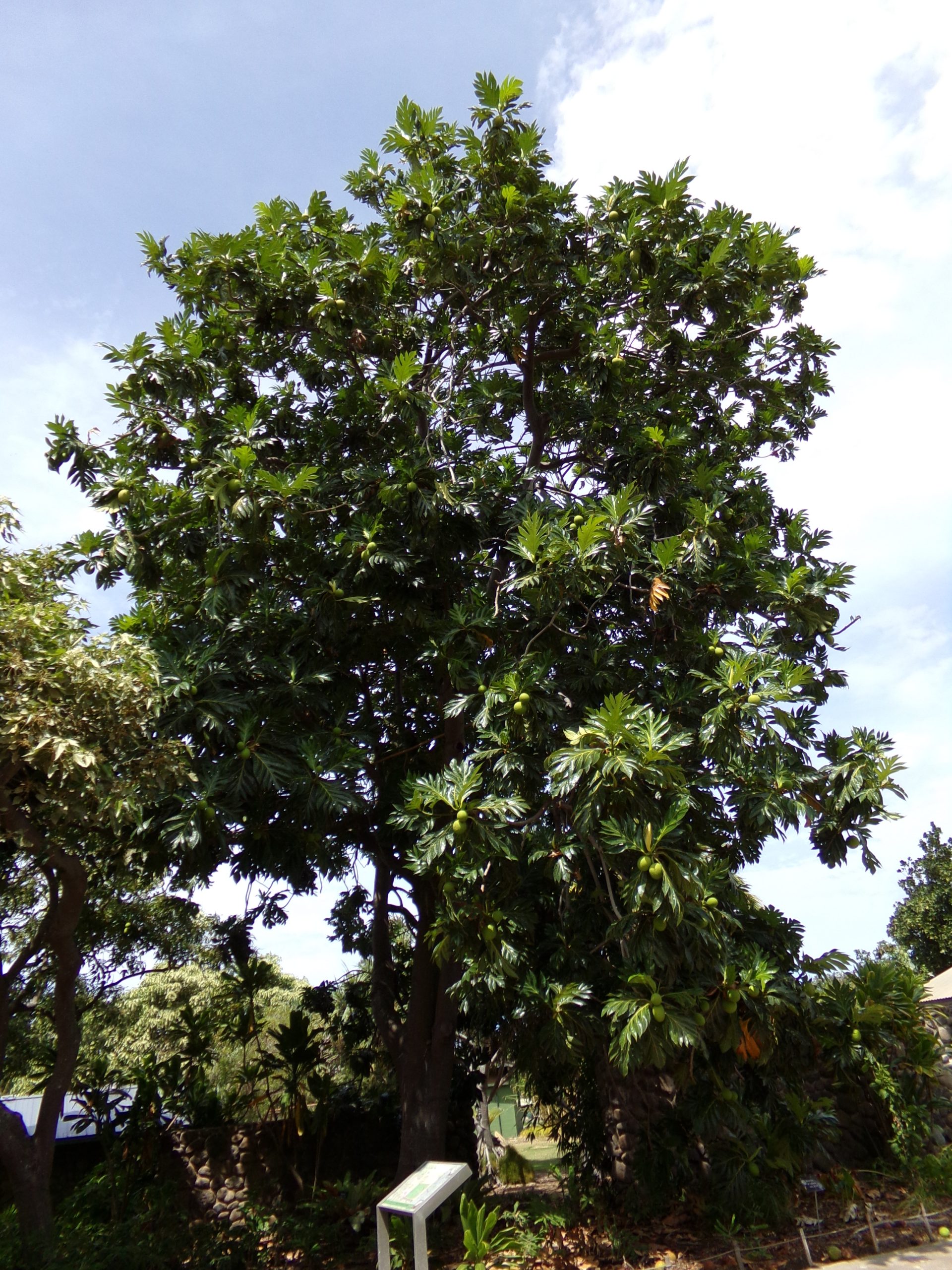 Large ulu tree at the garden