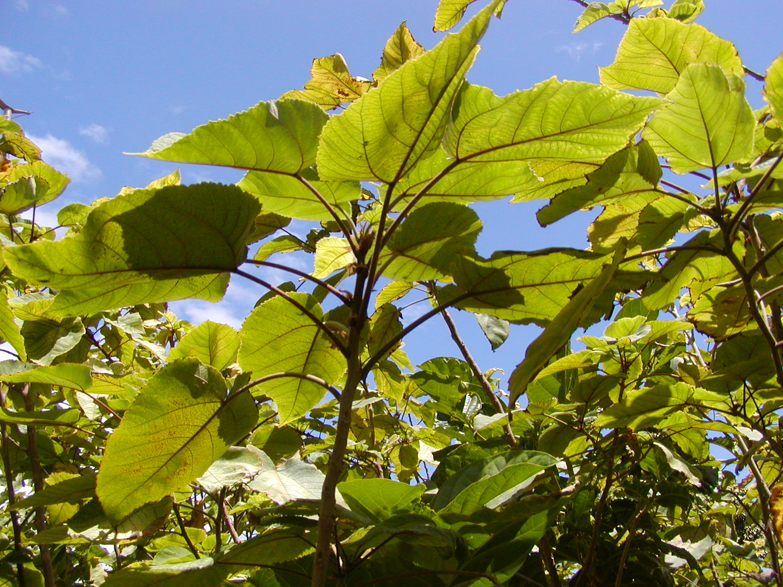 wauke underside of leaves