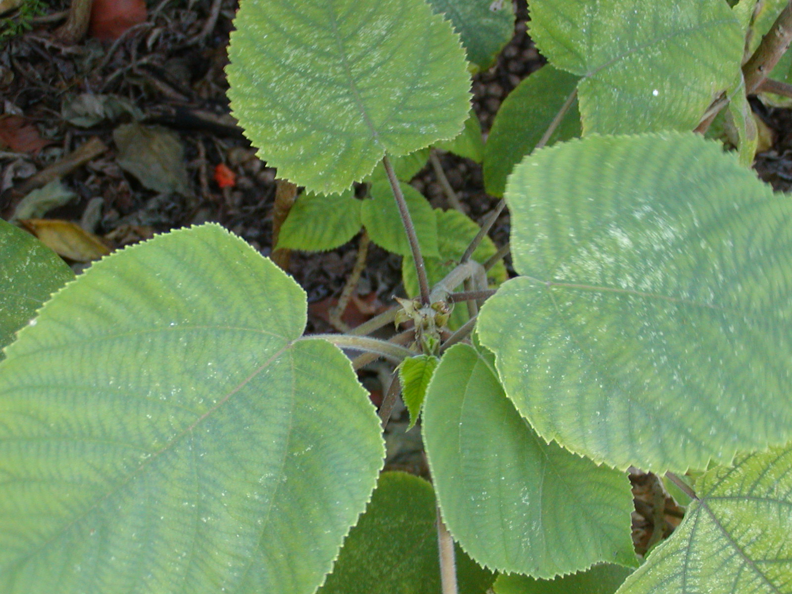 top of wauke leaves