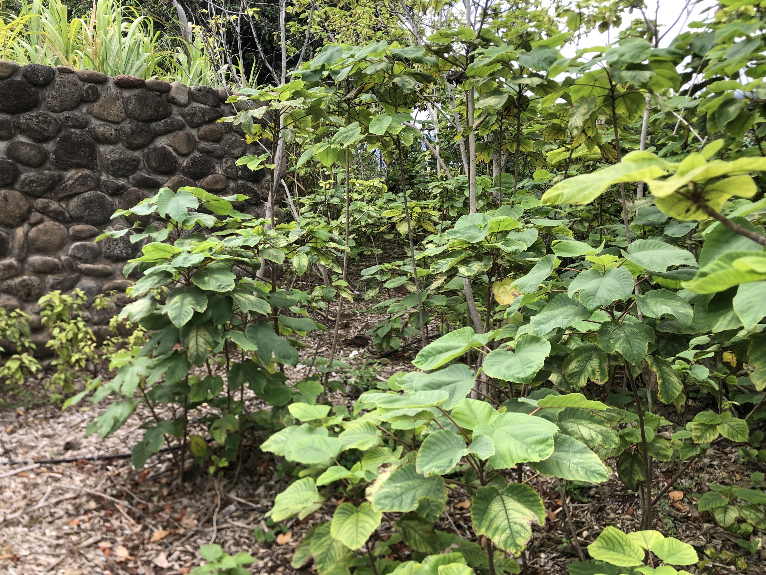 wauke in the garden