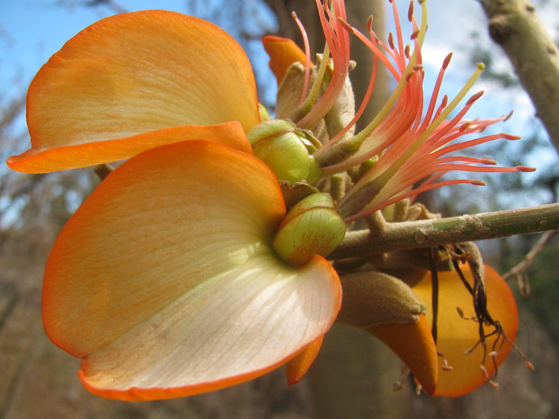 orange wiliwili flower