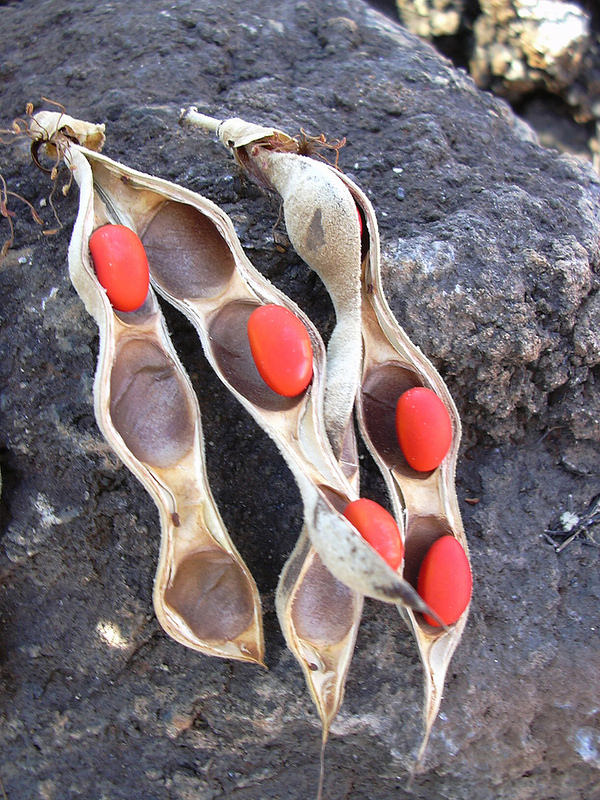 close up of red wili wili seeds