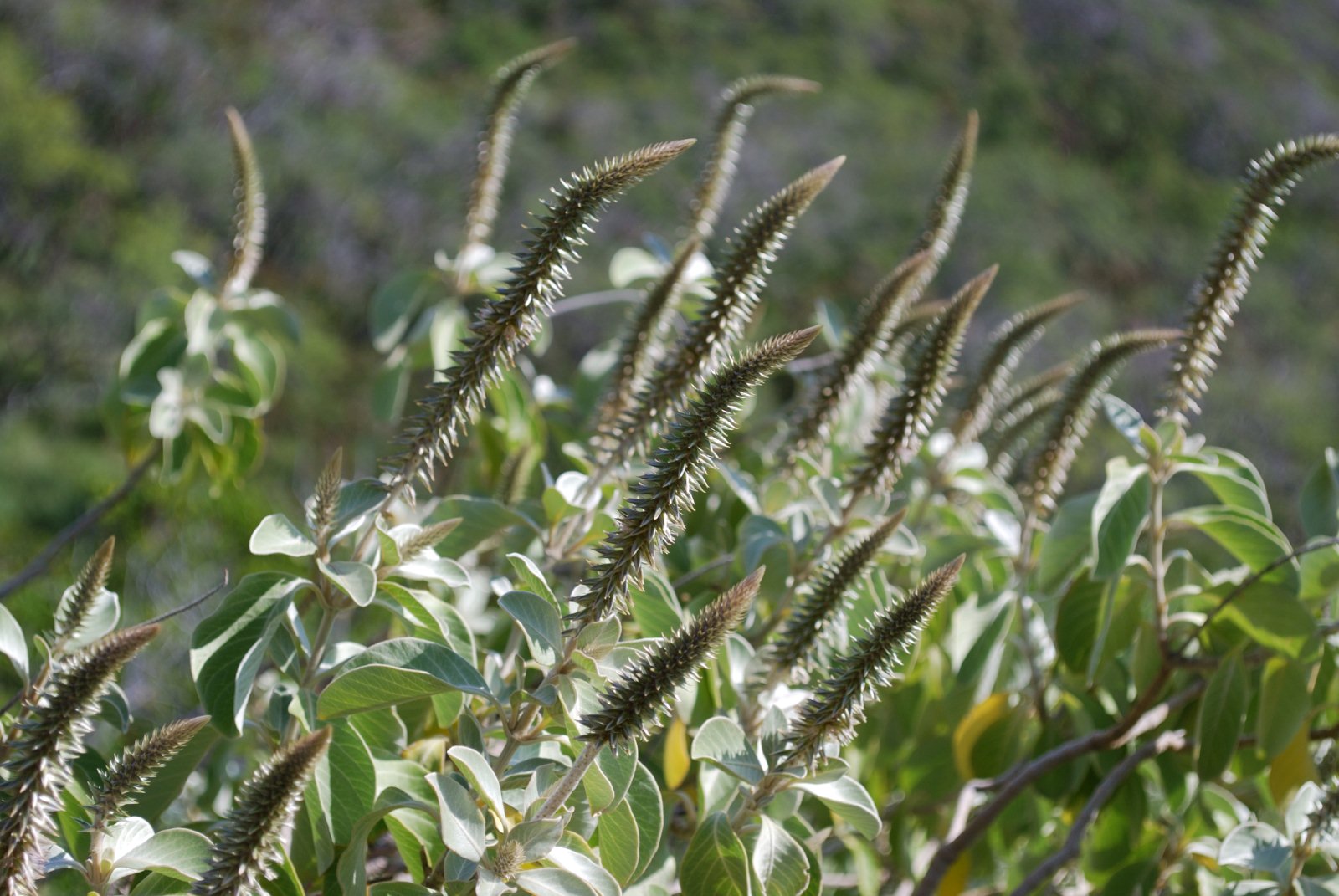 achyranthes splndens flowers by Jupiter Nielsen