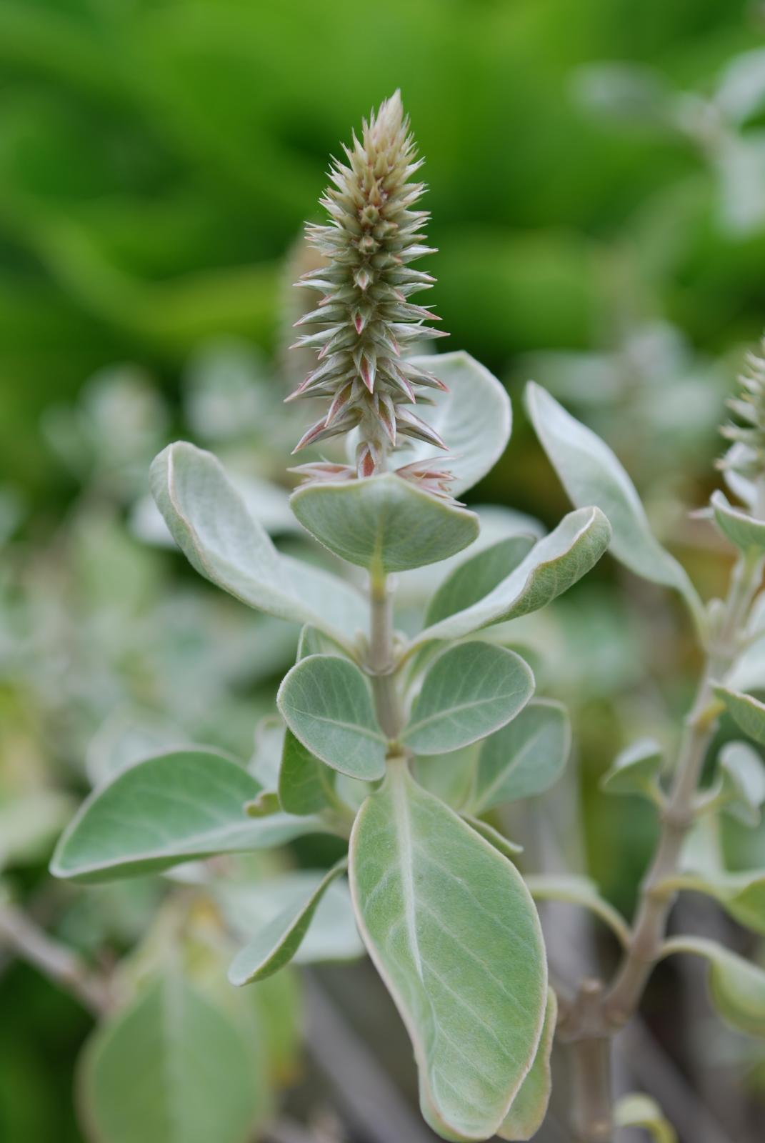 Achyranthes splndens by Jupiter Nielsen