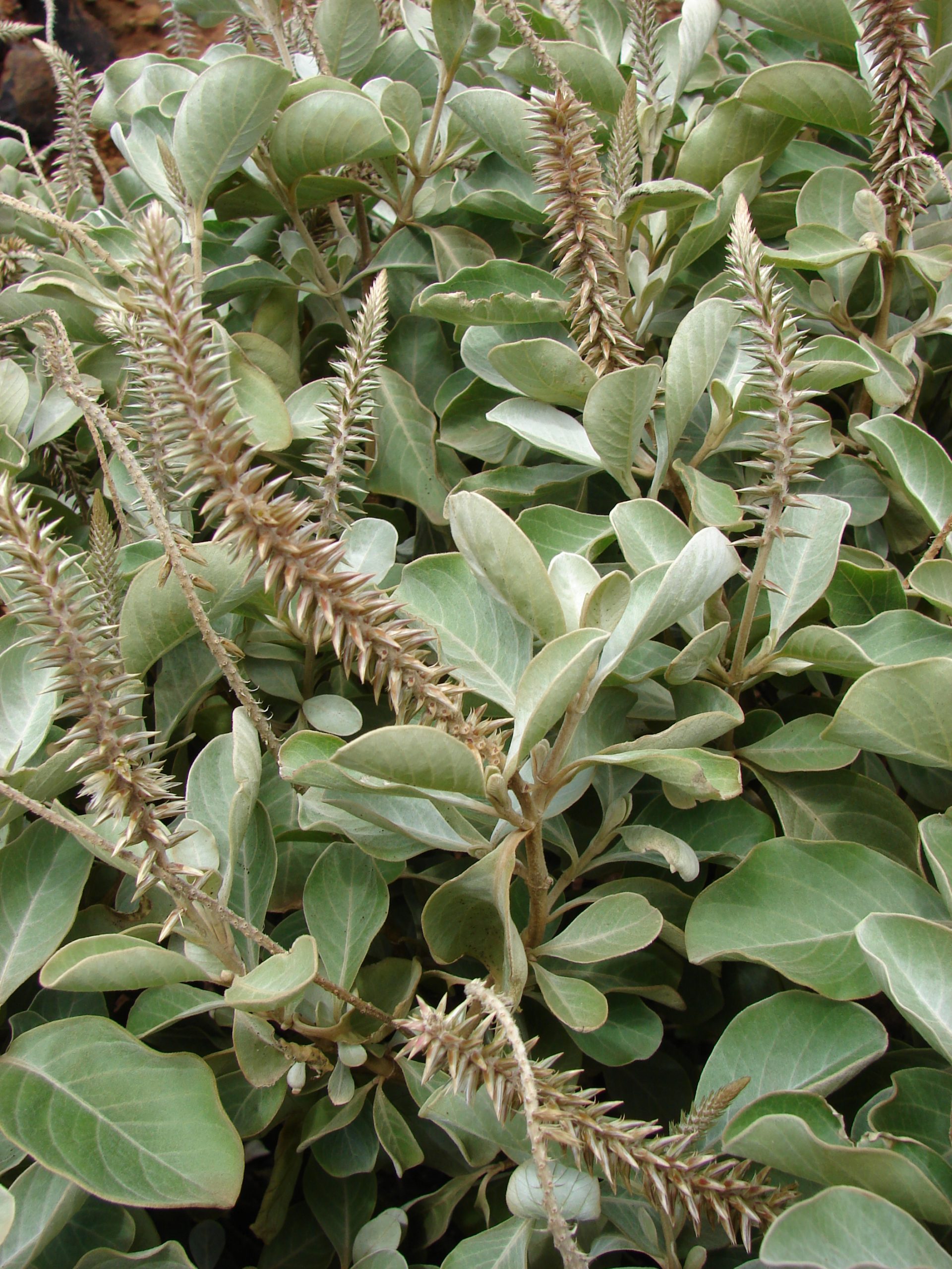 achyranthes-splndens by Forest and Kim Starr