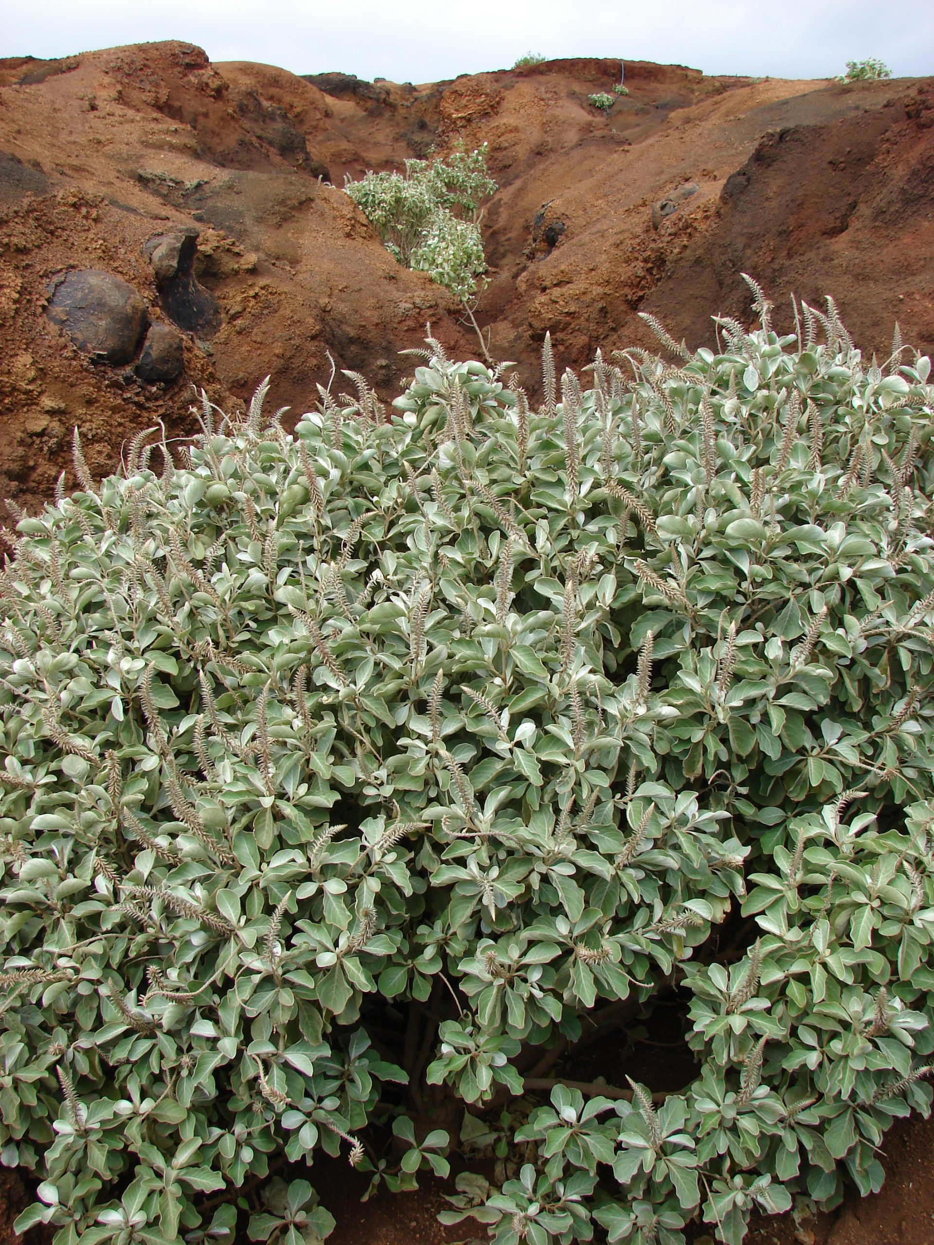 field of achyranthes-splndens by Forest and Kim Starr