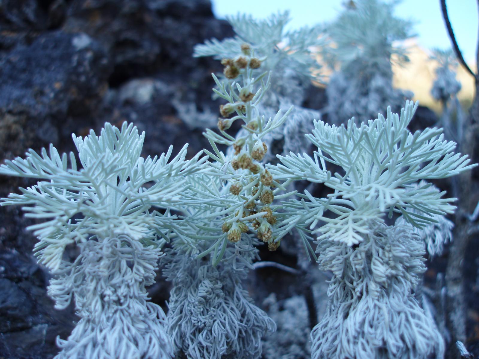Ahinahina leaves and flowers