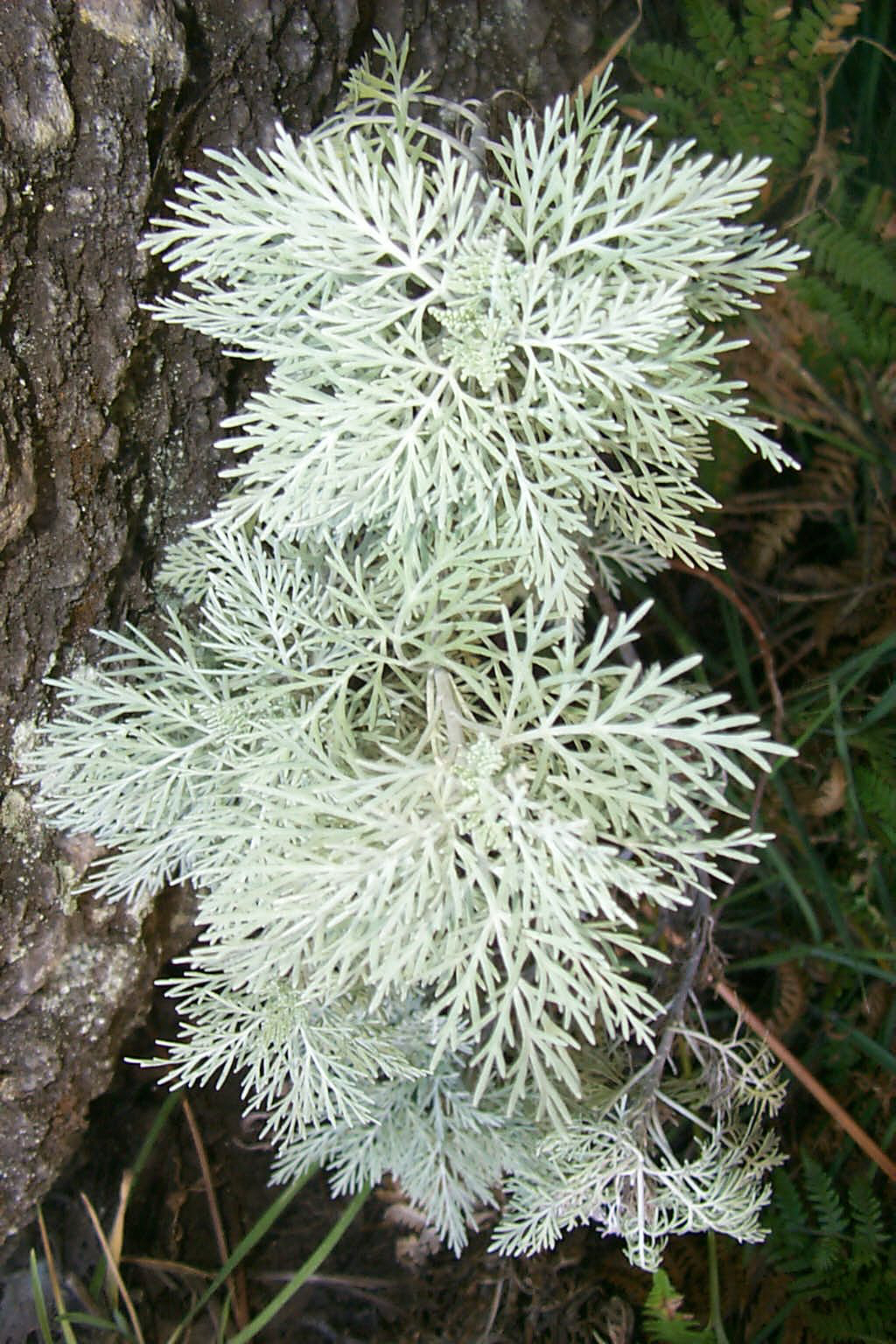 Ahinahina leaves up close by Jupiter Nielsen