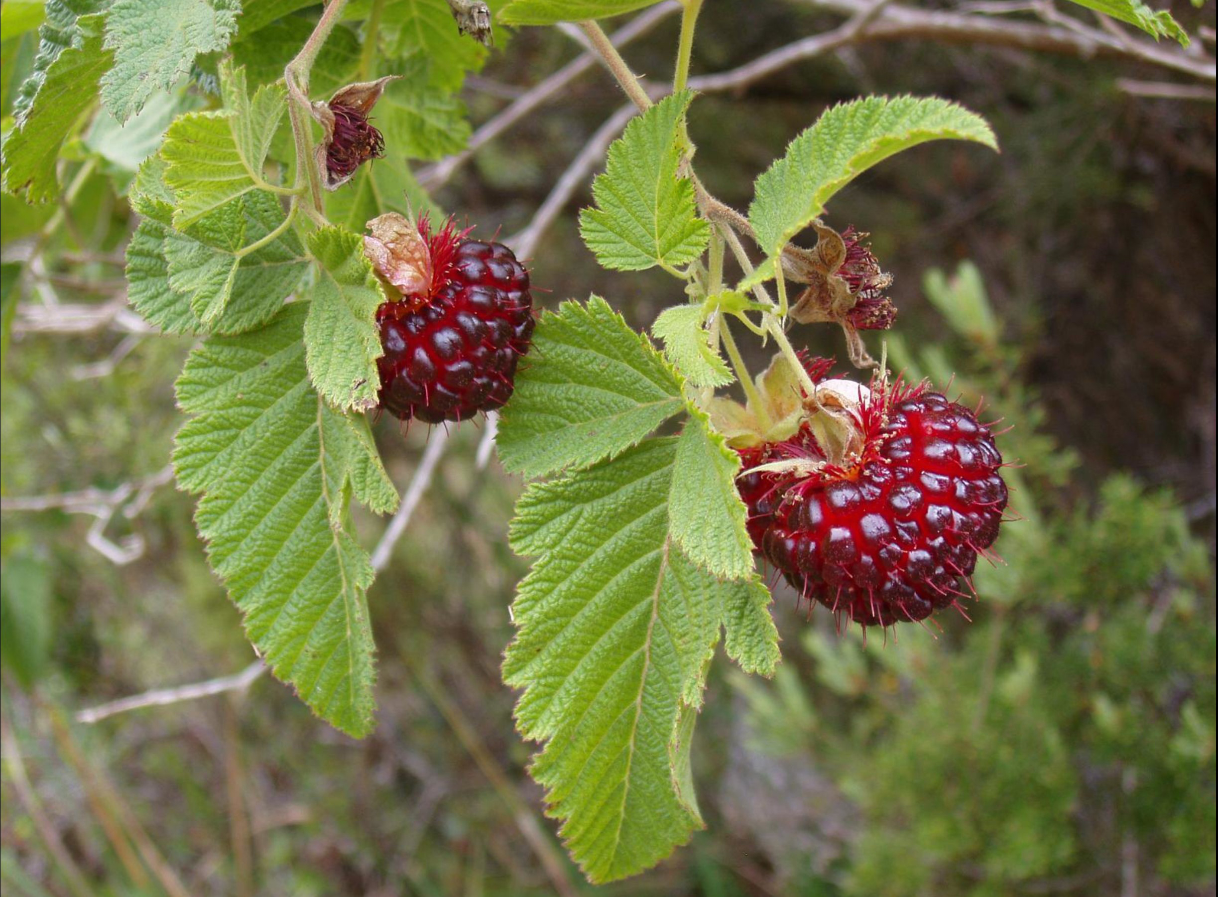 Akala berries by Jupiter Nielsen