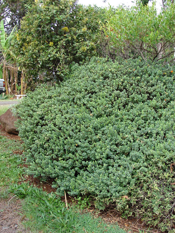Large akia bush 